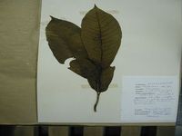 Herbarium sample